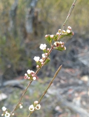 Harmogia densifolia