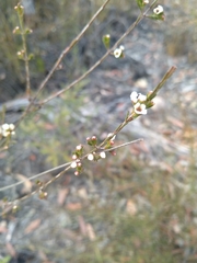 Harmogia densifolia