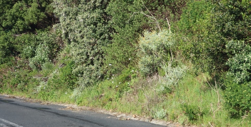 Scabiosa africana, photograph 4