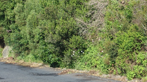 Scabiosa africana, photograph 2