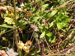 Erodium laciniatum