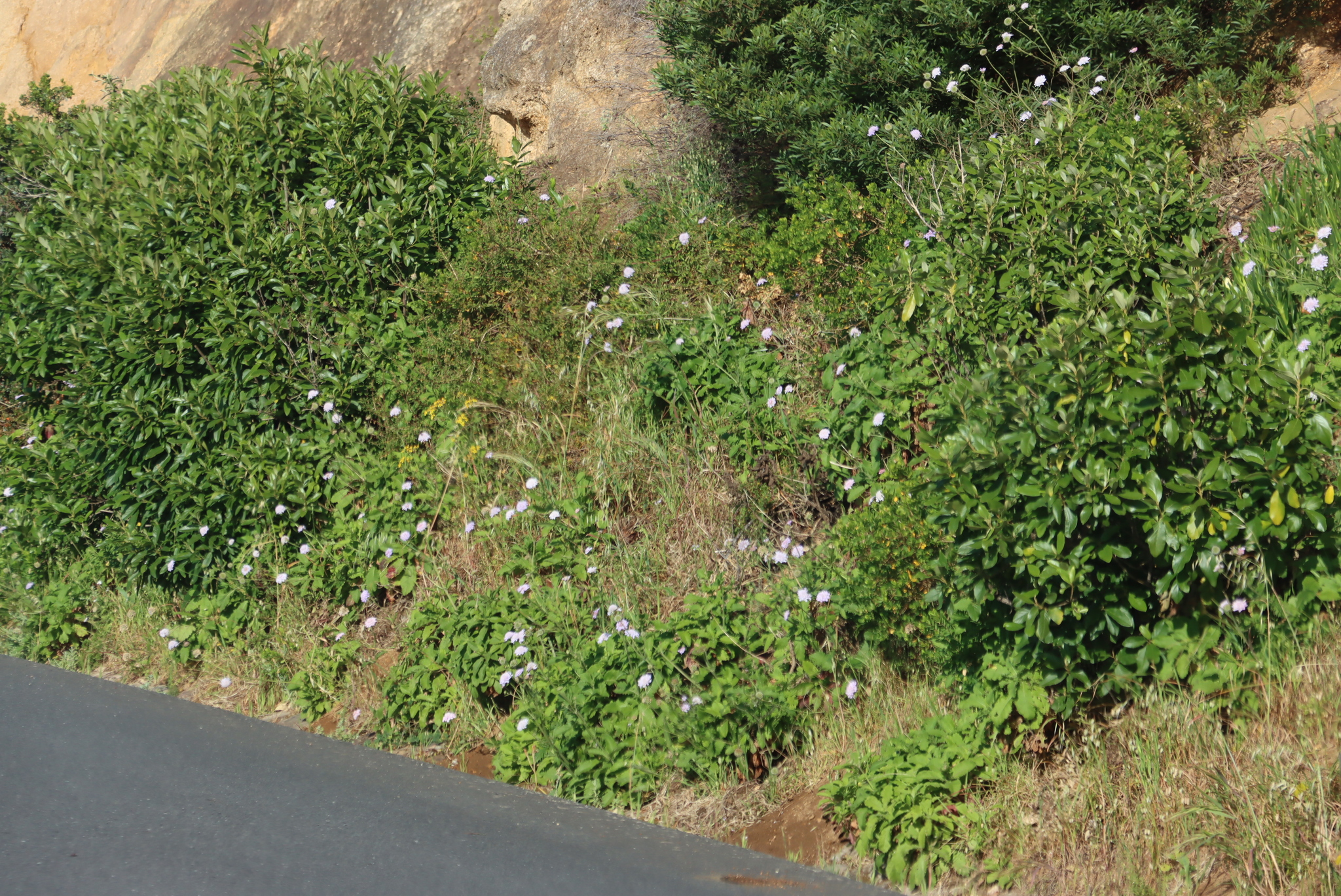 Cape Scabious (Scabiosa africana)