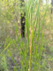 Hakea propinqua