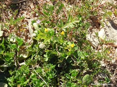 Hippocrepis ciliata