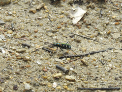 Cosmodela virgula