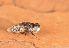 Oestridae