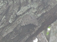 Hamadryas feronia