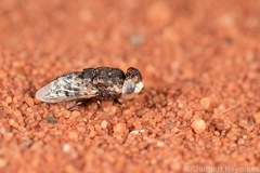Oestridae