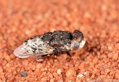 Oestridae
