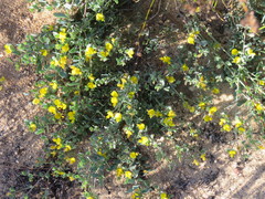 Rafnia capensis capensis