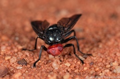 Bromophila caffra