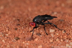 Bromophila caffra