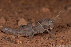 Lobosceliana