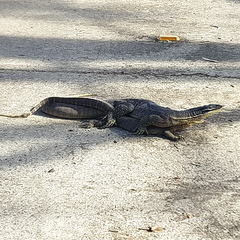 Varanus panoptes