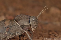 Lobosceliana