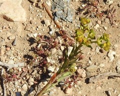 Polycarpon tetraphyllum diphyllum