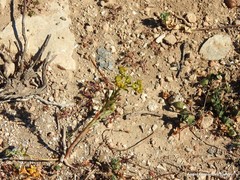 Polycarpon tetraphyllum diphyllum