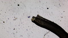 Hymenoloma crispulum