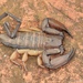 Flat Rock Scorpion - Photo (c) Joubert Heymans, some rights reserved (CC BY-NC-ND), uploaded by Joubert Heymans