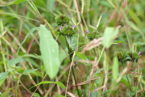 Elephantopus scaber, photograph 2