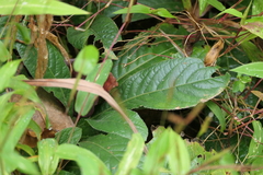 Elephantopus scaber, photograph (c) Dinesh Valke, some rights reserved (CC BY-SA)
