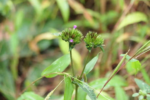 Elephantopus scaber, photograph 4