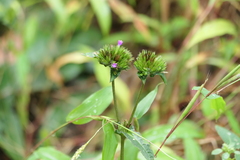 Elephantopus scaber, photograph (c) Dinesh Valke, some rights reserved (CC BY-SA)