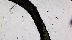 Hymenoloma crispulum