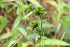 Elephantopus scaber, photograph (c) Dinesh Valke, some rights reserved (CC BY-SA)