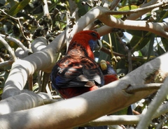 Platycercus elegans elegans