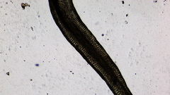 Hymenoloma crispulum