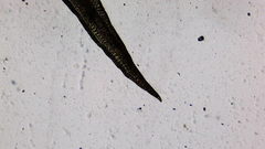 Hymenoloma crispulum