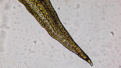 Hymenoloma crispulum