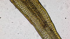 Hymenoloma crispulum