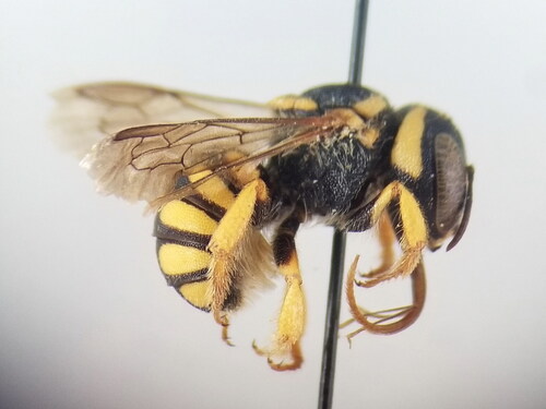 Pseudoanthidium stigmaticorne