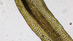 Hymenoloma crispulum