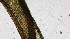 Hymenoloma crispulum