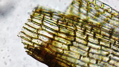 Hymenoloma crispulum