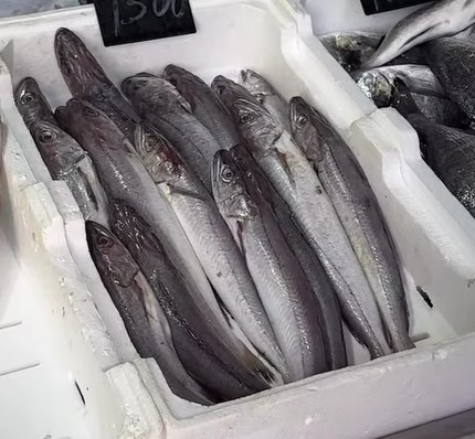 European hake (Merluccius merluccius) — Merlucciidae — 4