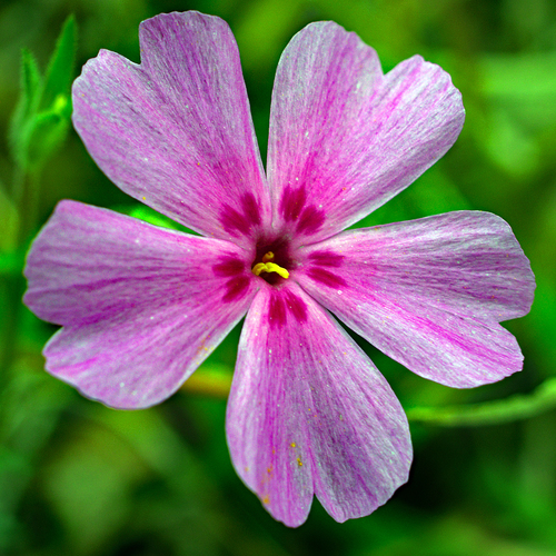 Phlox nivalis ssp. nivalis
