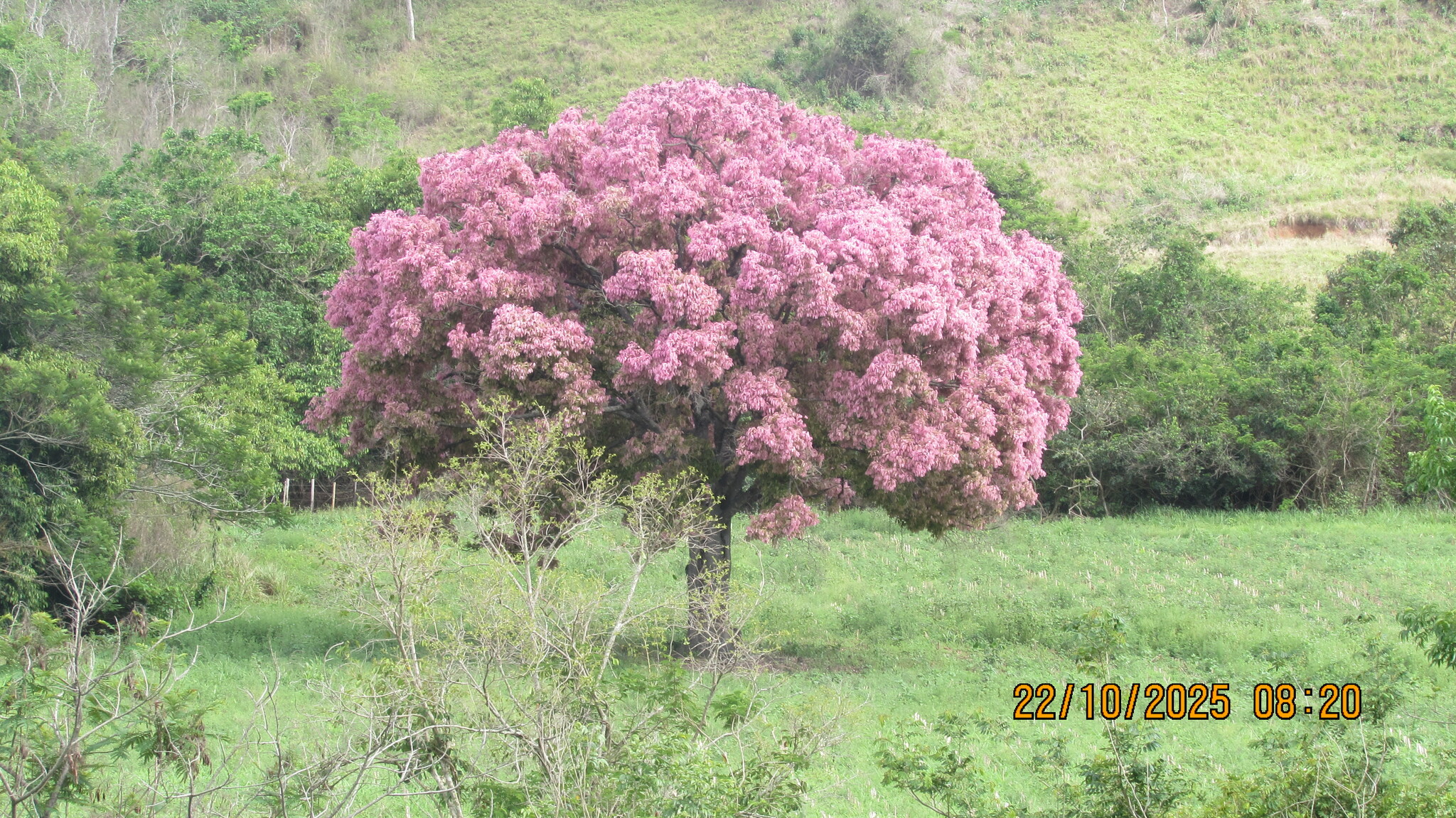 Lecythis pisonis