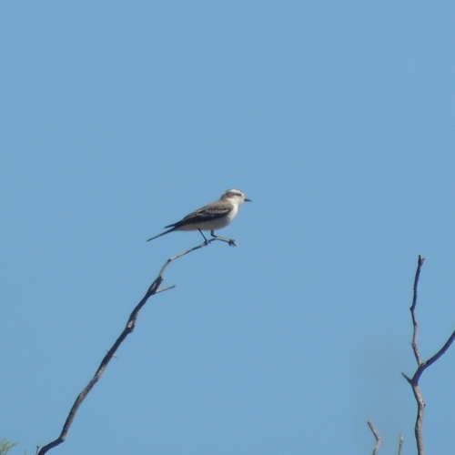 Black-crowned Monjita (Neoxolmis coronatus), photo 8