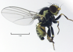 Liriomyza flavocentralis