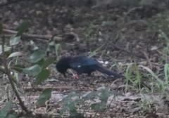 Phoeniculus purpureus angolensis