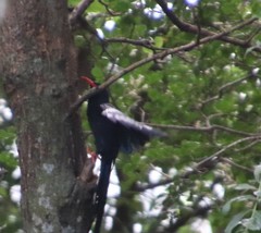 Phoeniculus purpureus angolensis