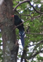 Phoeniculus purpureus angolensis