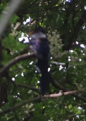 Phoeniculus purpureus angolensis