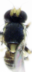 Liriomyza flavocentralis