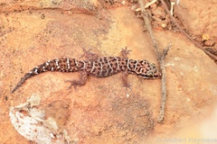 Pachydactylus affinis