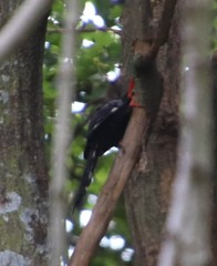 Phoeniculus purpureus angolensis